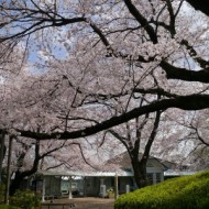 hanami2017_1