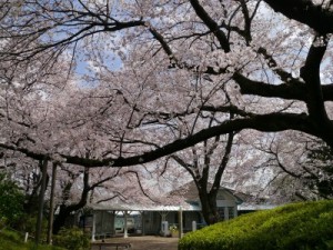 hanami2017_1